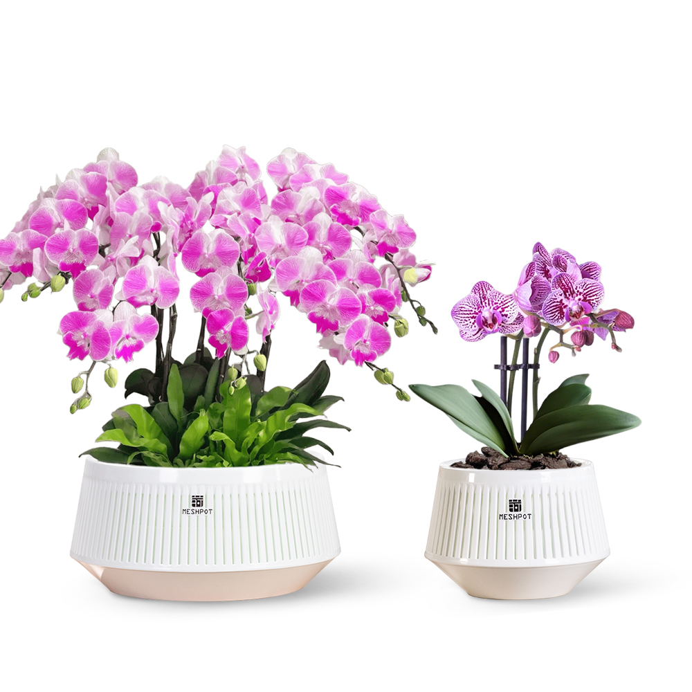 Meshpot Orchid Pot with Holes  - Orchid Potting Mix ulasan dan harga