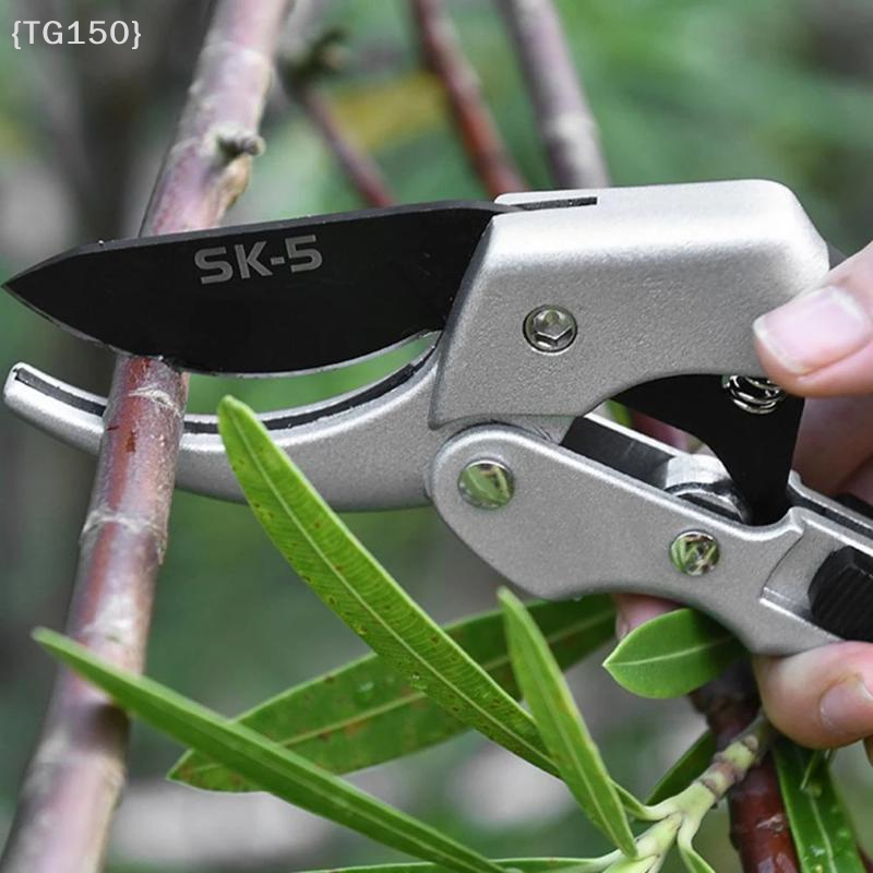 Horticultural Scissors Bird Be - Pruning Shears ulasan dan harga